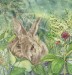 Rabbit Hiding