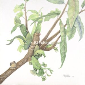 SPRING SUMAC