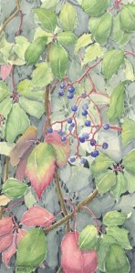 WILD GRAPES