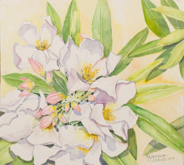 White Oleander w:c