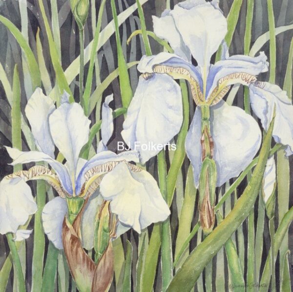 white irises